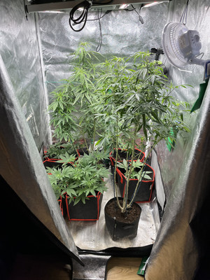 Zdjęcie przedstawia foliowy namiot, w którym znajdują się rośliny w doniczkach w różnych fazach wzrostu.