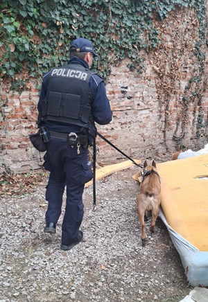 Zdjęcie przedstawia policjanta z psem służbowym przeszukującym podwórze.