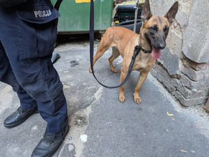 Zdjęcie przedstawia fragment sylwetki policjanta, przy którym stoi pies służbowy.